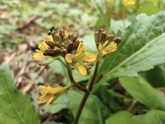 Rorippa indica