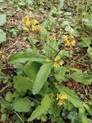 Rorippa indica