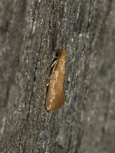 Ceratuncus affinitella