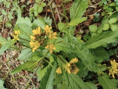 Rorippa indica