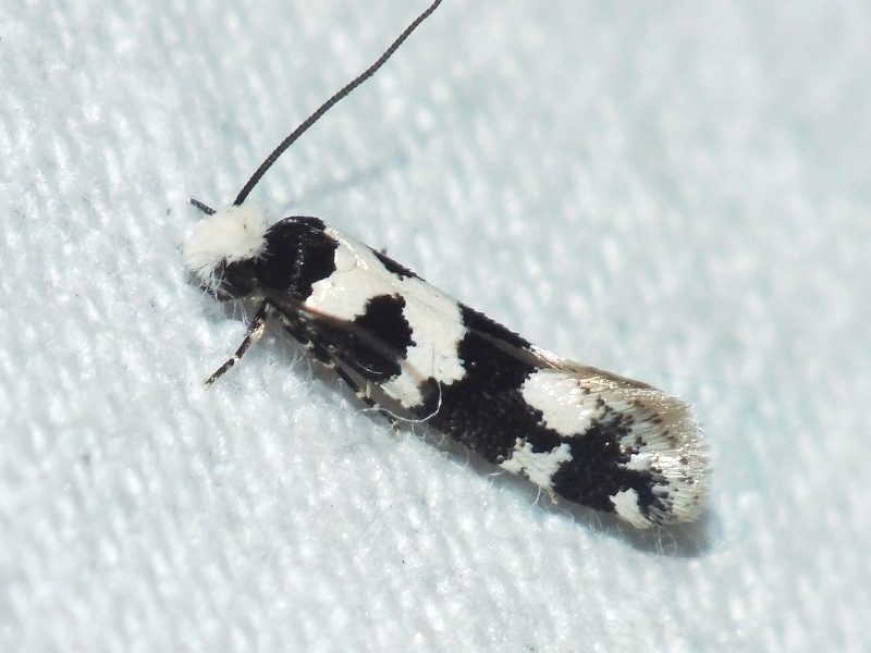 Neurothaumasia ankerella