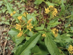 Rorippa indica
