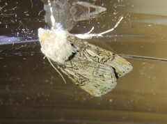 Agrotis herzogi