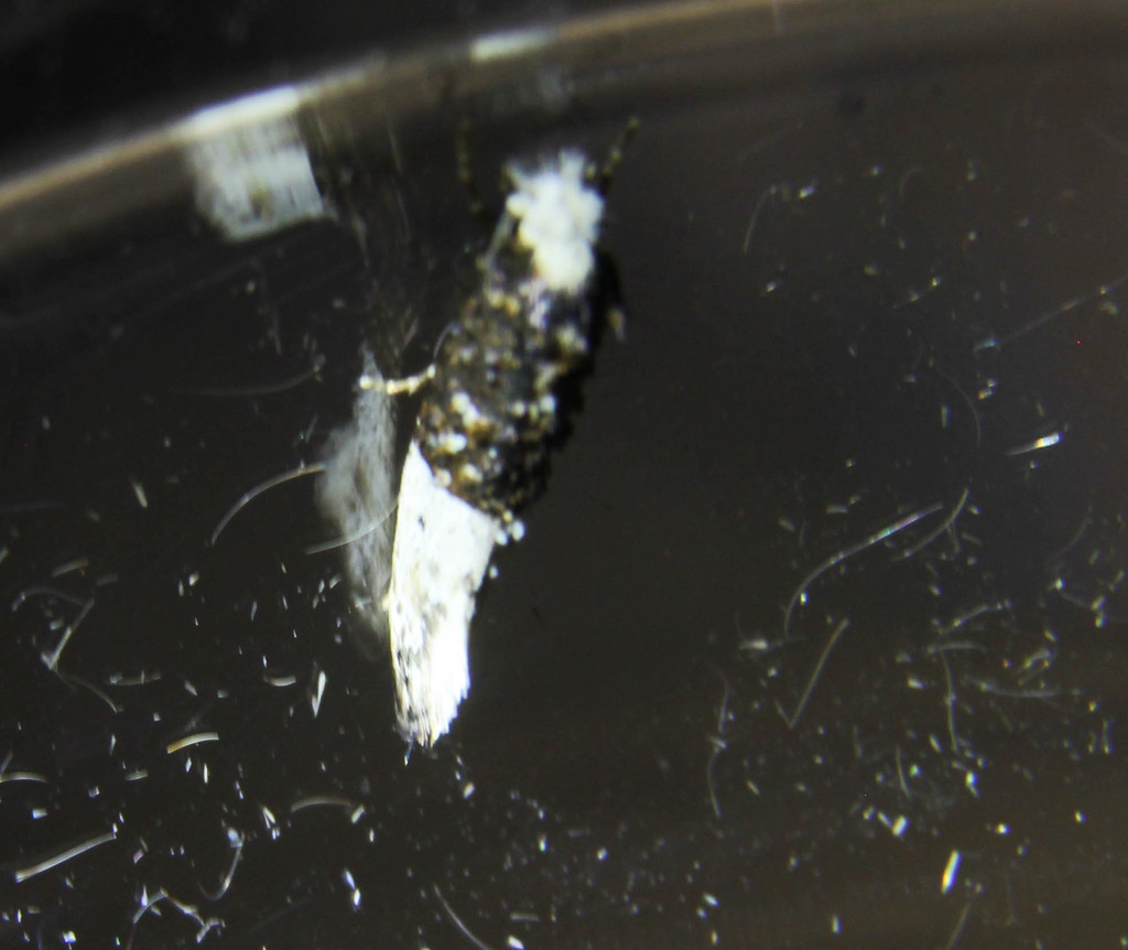 Trichophaga robinsoni