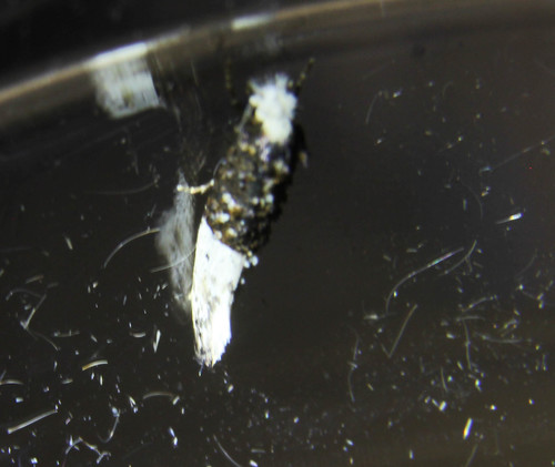 Trichophaga robinsoni