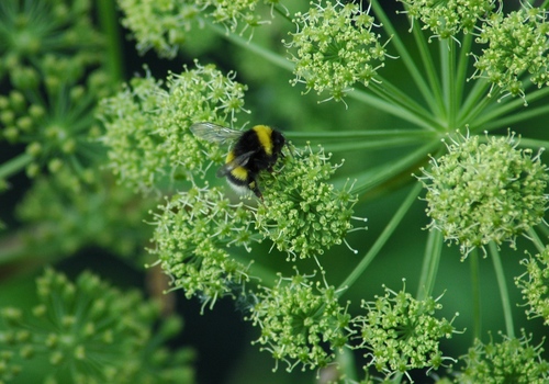 White-tailed bumblebee