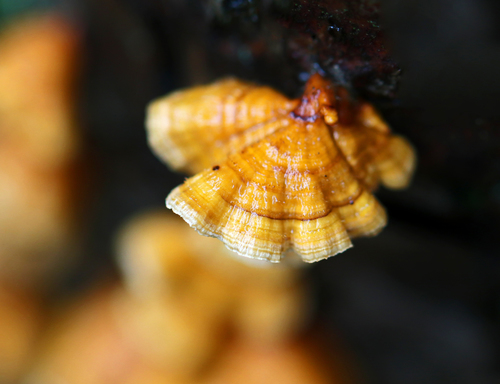 Stereum complicatum