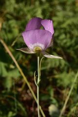 Calochortus nitidus