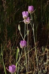 Calochortus nitidus
