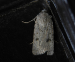 Caradrina rebeli