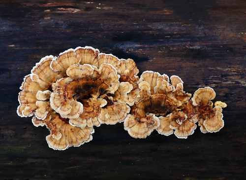 Ochre Bracket (Trametes ochracea)