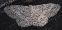 Scopula guancharia