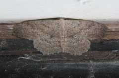 Scopula guancharia