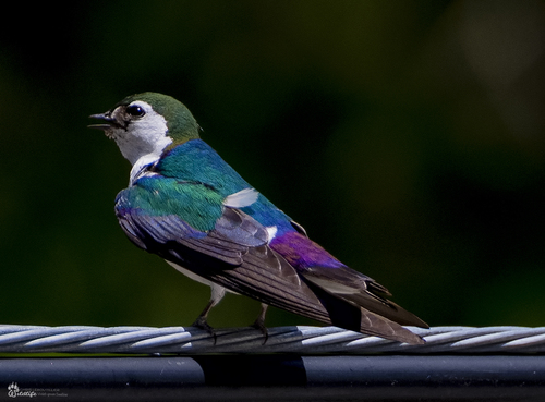 Violet-green Swallow