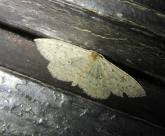Scopula guancharia