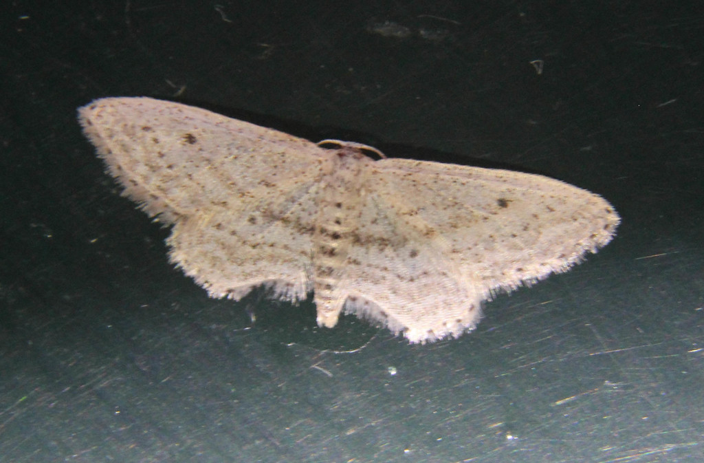 Idaea palmata