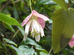 Passiflora catharinensis