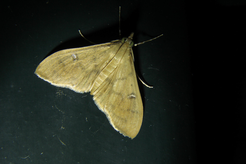 Botyodes diniasalis