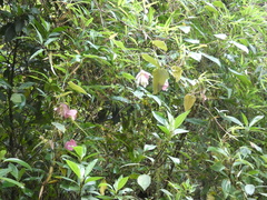 Passiflora catharinensis