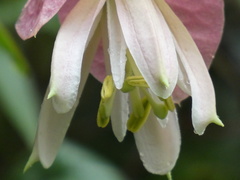 Passiflora catharinensis