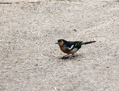 Fringilla coelebs canariensis