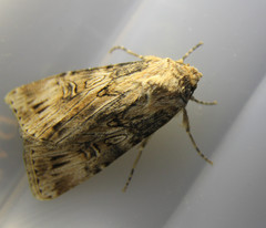 Agrotis herzogi