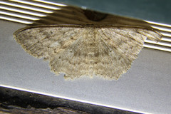 Scopula guancharia
