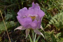 Calochortus nitidus