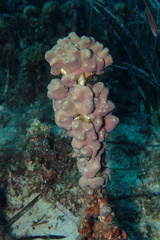 Chondrilla nucula