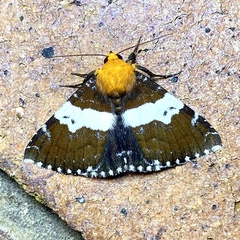 Buzara latizona