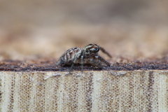 Macaroeris nidicolens