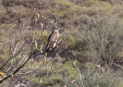 Buteo buteo insularum