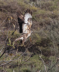 Buteo buteo insularum
