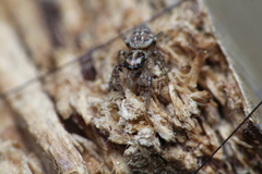 Macaroeris nidicolens