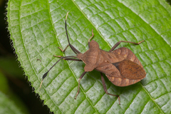 Dalader planiventris