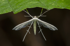 Pterophorus lacteipennis