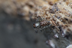 Macaroeris nidicolens