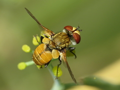 Eliozeta