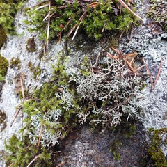 Sphaerophorus fragilis