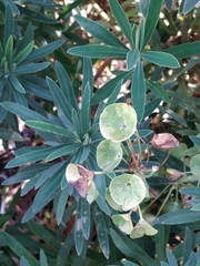 Euphorbia
