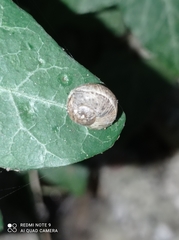 Cornu aspersum