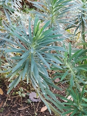 Euphorbia