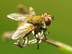 Eliozeta