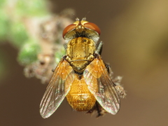 Eliozeta