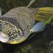 Mbu Puffer - Photo (c) Juergen goevert, some rights reserved (CC BY-SA)