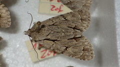 Acronicta psi