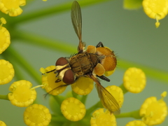 Eliozeta