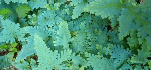 Selaginella willdenowii image