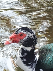Cairina moschata domestica