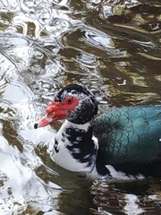 Cairina moschata domestica